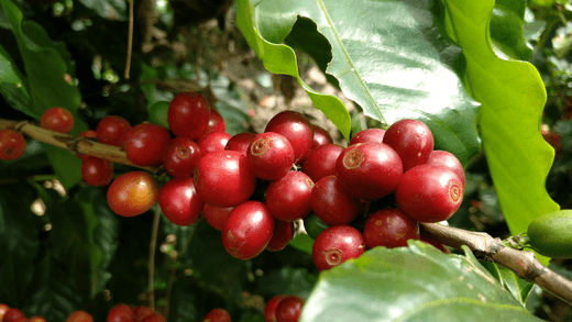 Cómo el Origen del Café Afecta a su Calidad - Casa Eguia