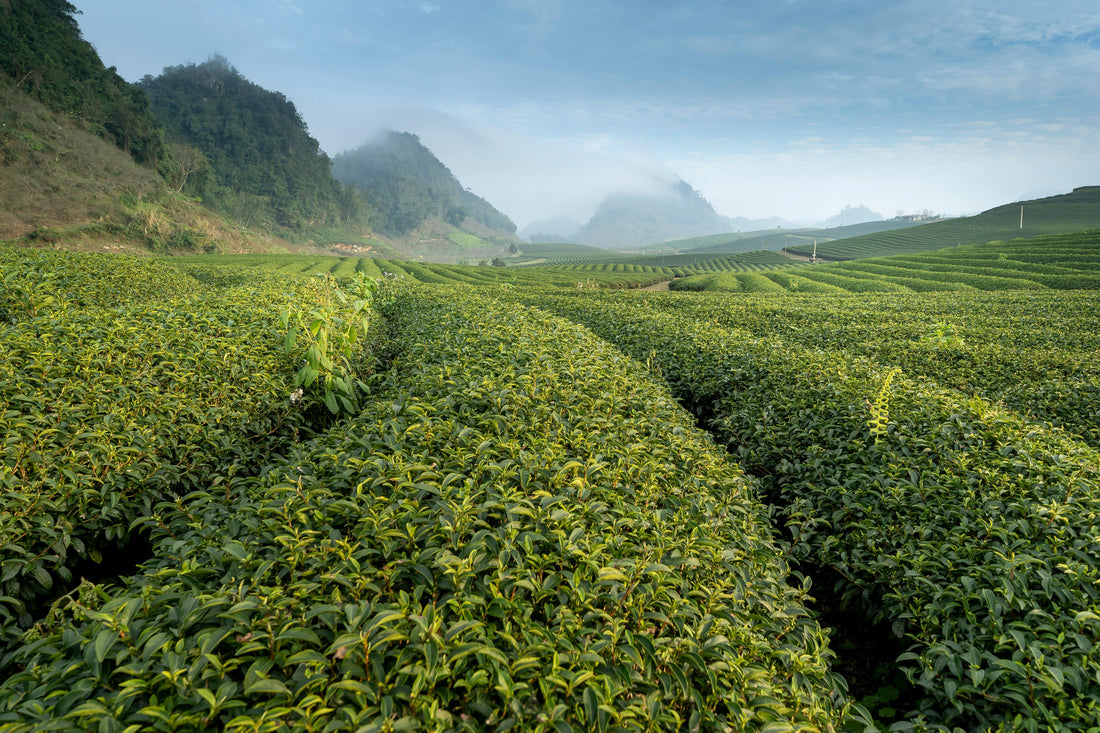 ¿Conoces Todos los Tipos de Té Verde? - Casa Eguia