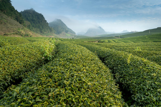 ¿CONOCES TODOS LOS TIPOS DE TÉ VERDE?